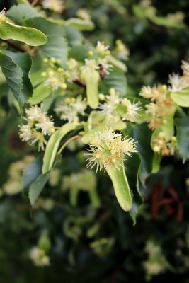 Tilia cordata - lípa srdčitá - květy (43)